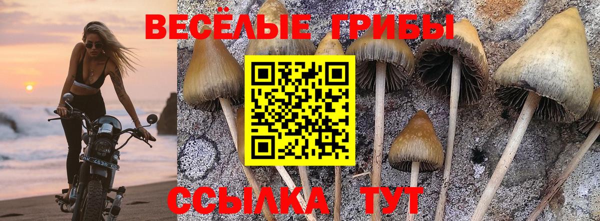 Ишимбай  Псилоцибиновые грибы MAGIC MUSHROOMS  сколько стоит  Вход с VPN 